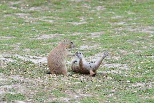 Two groundhogs play on the grass, one on its back with legs in the air while the other stands nearby.