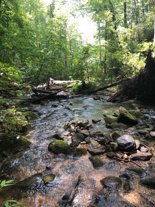 A serene forest stream with rocks and moss, surrounded by lush green trees and sunlight filtering through the leaves.