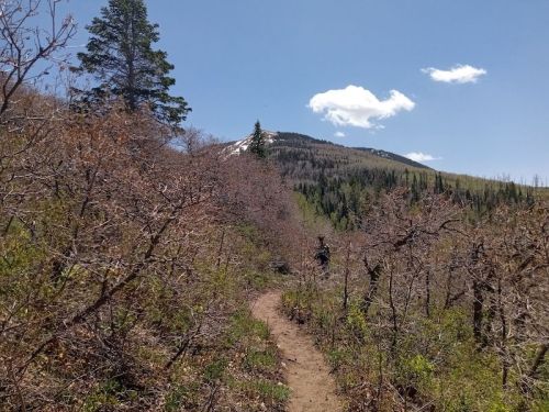 A narrow dirt path winds through a forested area with sparse trees and a mountain in the background under a clear blue sky.