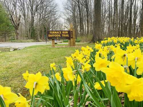 A sign for Furnace Run Daffodil Trail surrounded by vibrant yellow daffodils in a wooded area.