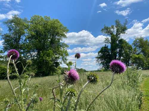 A field of tall green grass with purple thistle flowers under a bright blue sky and fluffy white clouds.