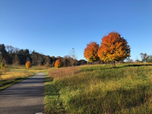 A scenic path through a grassy area with vibrant orange and yellow trees under a clear blue sky.