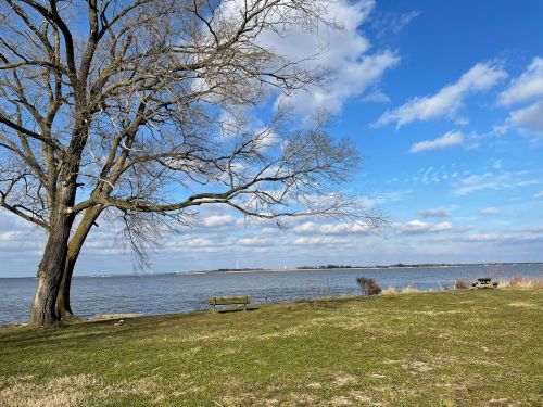 A serene lakeside view with a bare tree, grassy area, and blue sky with clouds in the background.