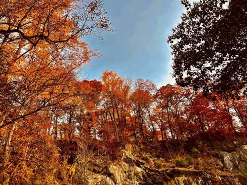 Vibrant autumn trees with orange and red leaves against a clear blue sky and rocky terrain.