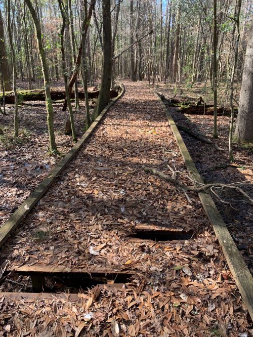 A wooden boardwalk through a forest, covered in fallen leaves, with trees lining the path on either side.