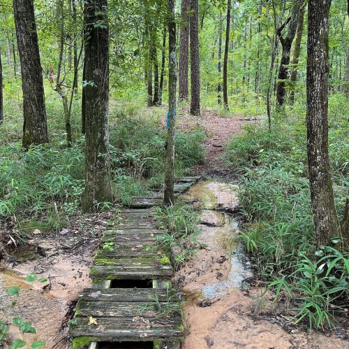 A wooden bridge crosses a small stream in a lush, green forest with tall trees and underbrush.