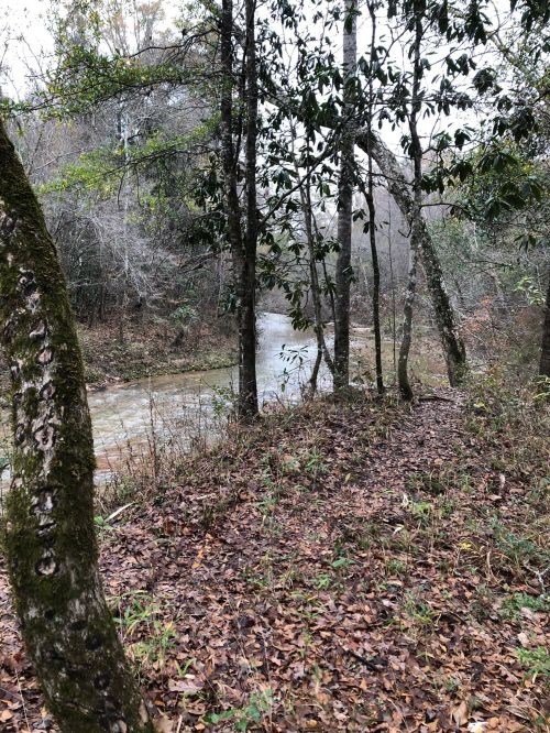 A misty forest scene with trees lining a small, winding creek surrounded by fallen leaves and underbrush.