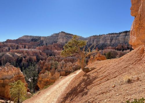 A winding dirt path leads through a rocky landscape with orange cliffs and a lone tree under a clear blue sky.