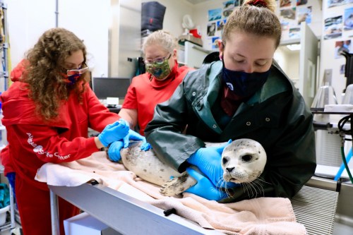 Three veterinarians in masks care for a seal on a table, one administering treatment while another holds the seal.