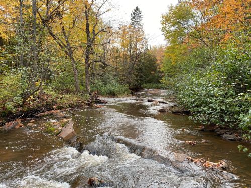 A serene stream flows through a forest with autumn foliage, featuring trees in vibrant yellow and green hues.