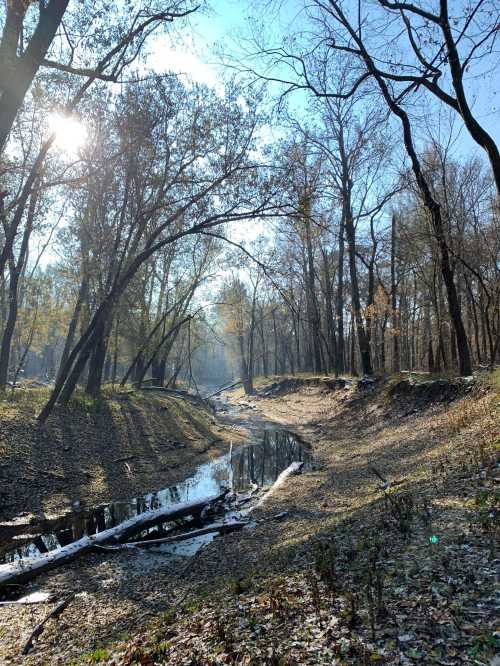 A serene forest scene with a narrow stream, sun shining through trees, and fallen logs along the banks.