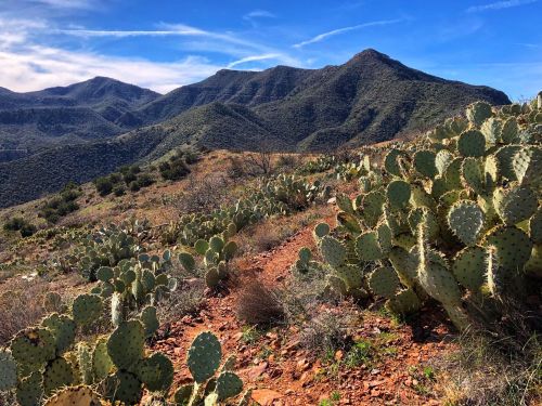 A desert landscape featuring cacti in the foreground and rolling mountains under a blue sky in the background.