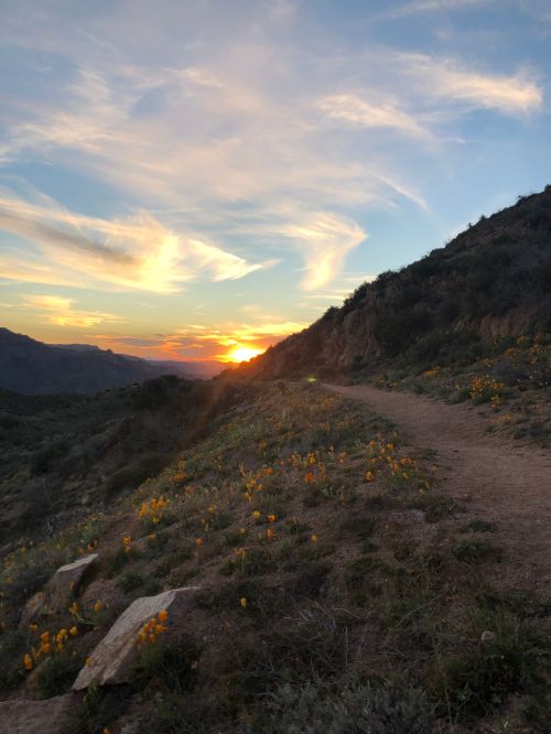A winding path through a hillside with blooming flowers, leading towards a vibrant sunset in the background.