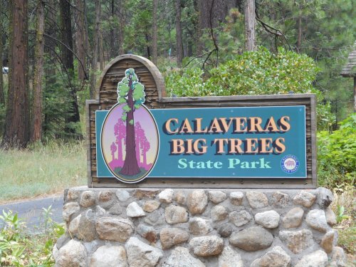 Sign for Calaveras Big Trees State Park, featuring a tree graphic and surrounded by a natural forest setting.