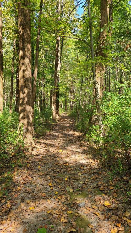 A serene forest path lined with tall trees and scattered autumn leaves under a clear blue sky.