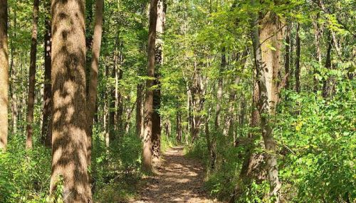 A serene forest path lined with tall trees and lush greenery, inviting exploration and tranquility.