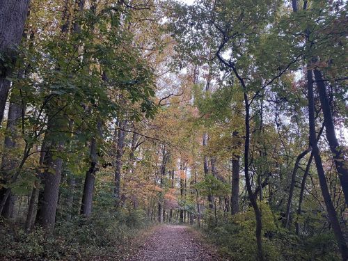 A serene forest path lined with trees displaying autumn foliage under a cloudy sky.
