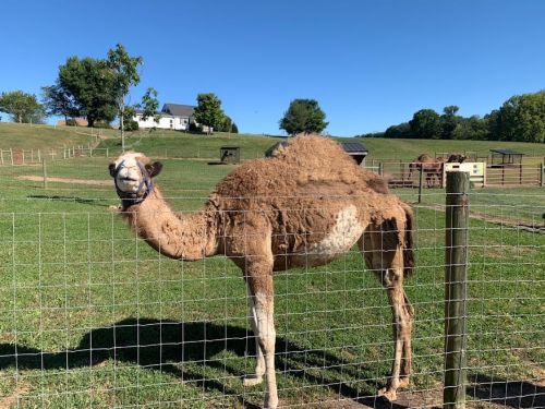 A camel stands in a grassy field, with a blue sky and farm buildings in the background.
