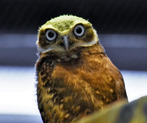 A close-up of a brown and green owl with large, round eyes, looking directly at the camera.
