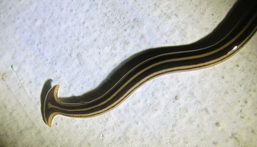 A long, slender worm-like creature with brown and yellow stripes on a textured surface.