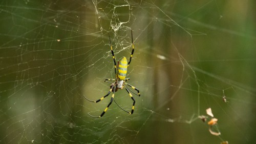A yellow and black spider sits in its web, surrounded by a blurred green background.