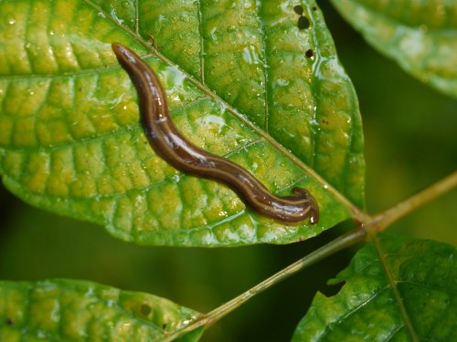 A brown, elongated worm-like creature resting on a green leaf with visible veins and droplets of water.