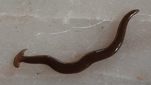 A slim, elongated brown worm-like creature resting on a light-colored surface.