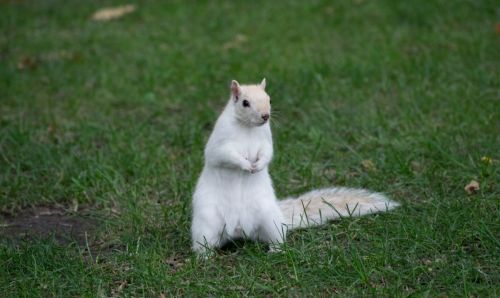 A white squirrel stands upright on green grass, with a light brown patch on its head and tail.