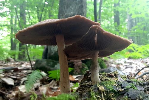 Two large mushrooms with brown caps growing on a mossy log in a lush green forest.