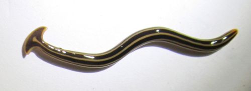 A slender, elongated worm with a glossy surface and distinct yellow and black stripes.