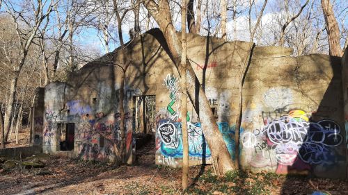 Abandoned building covered in colorful graffiti, surrounded by trees and underbrush in a wooded area.