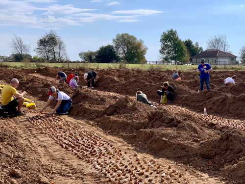 Volunteers planting bulbs in rows in a large, freshly tilled field under a clear blue sky.