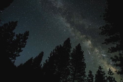 A starry night sky filled with the Milky Way, framed by silhouettes of tall pine trees. A shooting star is visible.
