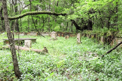 Overgrown ruins in a lush green forest, featuring brick walls, fallen logs, and dense vegetation.
