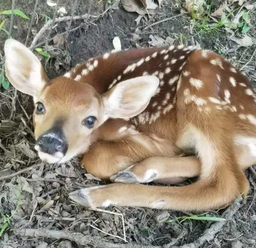 A young fawn with white spots lies curled up on the ground among leaves and grass.
