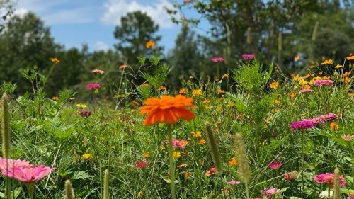 A vibrant field of wildflowers in various colors, including orange, pink, and yellow, under a blue sky.