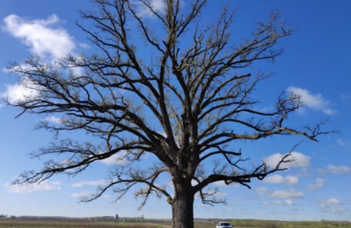 A large, leafless tree stands against a blue sky with fluffy clouds, with a car parked nearby in an open field.