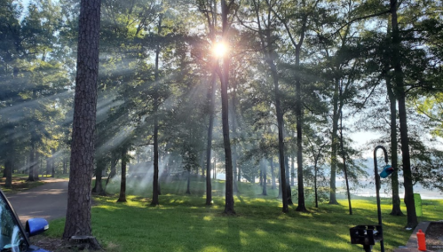 Sunlight filters through trees, creating rays in a serene forest setting by a lake.