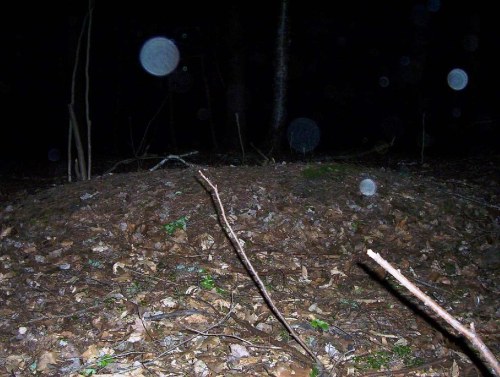 A dark forest scene with scattered leaves, twigs, and orbs of light in the air, creating an eerie atmosphere.