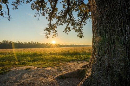 A sun sets behind a field, casting rays through the branches of a large tree.
