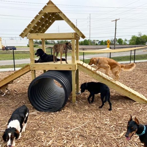 A group of dogs playing on a wooden playground structure with ramps and a tunnel in a fenced area.