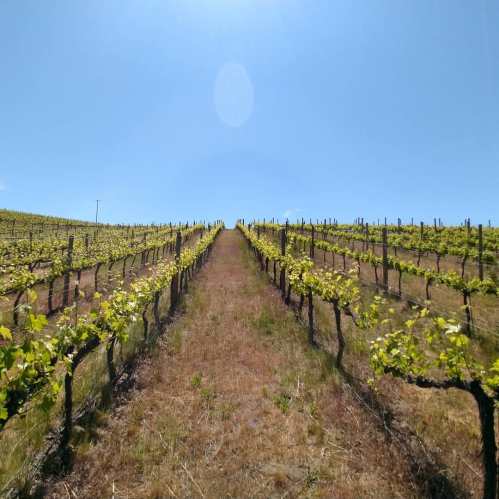 A sunny vineyard with rows of grapevines stretching into the distance under a clear blue sky.