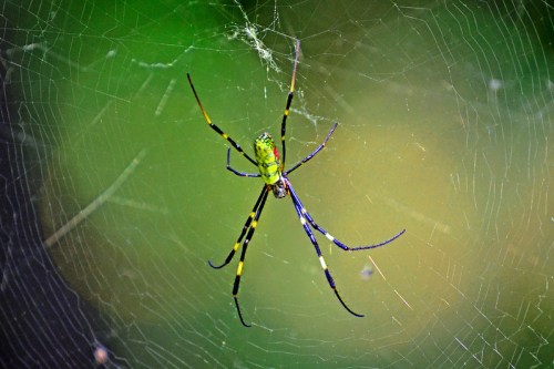 A vibrant green and yellow spider with long legs sits in the center of its intricate web against a blurred green background.