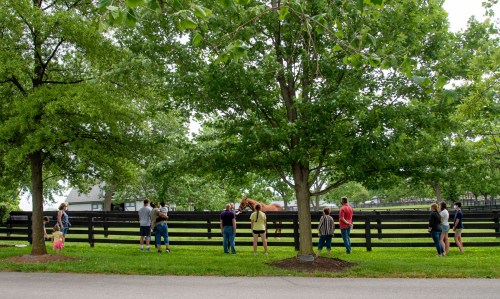 A group of people gathers by a fence, watching a horse in a lush, green park with trees.