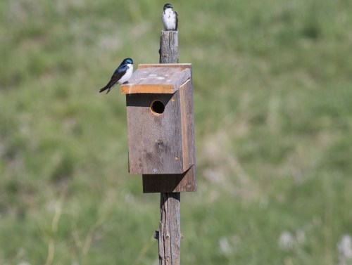 Two birds perched on a wooden birdhouse on a post, with a green grassy background.