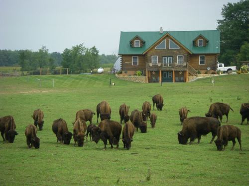 A herd of bison grazes in a green field near a large wooden house with a green roof.