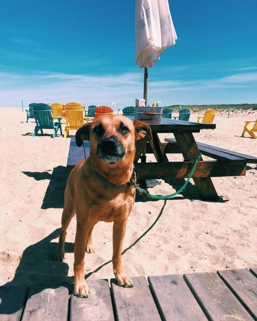 A dog stands on a sandy beach near colorful chairs and a picnic table under a clear blue sky.