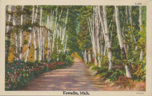 A scenic pathway lined with white birch trees and colorful flowers, depicting Kewadin, Michigan.