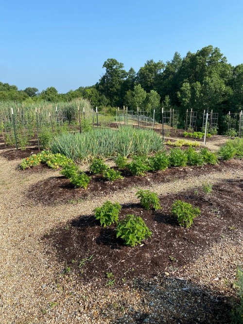 A lush garden with rows of vegetables and herbs, surrounded by trees under a clear blue sky.