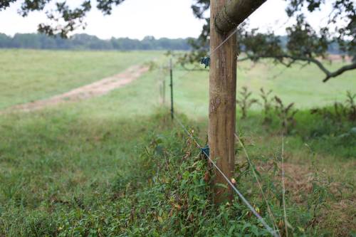 A wooden fence post with a wire running alongside, set in a grassy field with trees in the background.